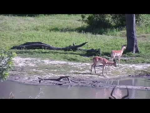Djuma: Impala bachelor herd - 08:03 - 11/04/2023
