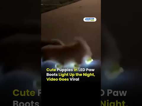 Viral Puppy Glow-Up | LED Paw Boots Make Night Walk Adorable