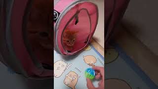 可愛すぎる子猫!! #shorts