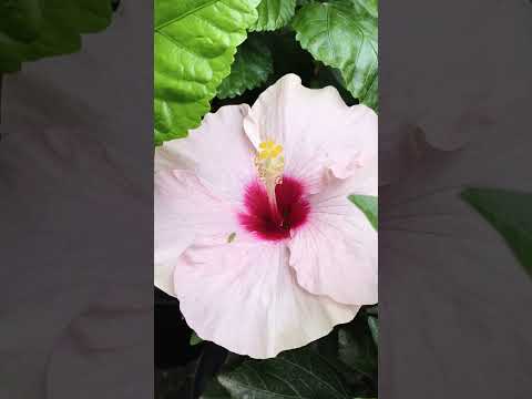 #flowers #flowertypes #views #sweettime ☘️☘️☘️