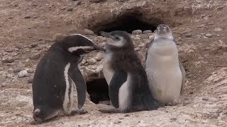 Penguin Research