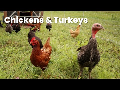 , title : 'Raising turkeys and chickens together on pasture: Does it work?'