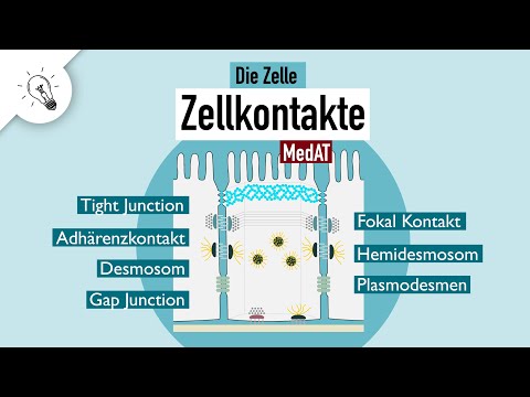 Zellkontakte | Aufbau & Funktion | MedAT | Biologie