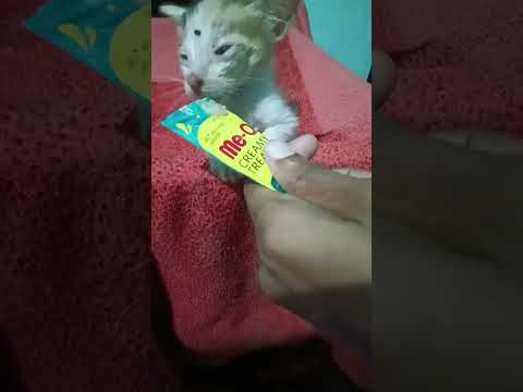 #shortfeed #cat #love #nivvy #nived cats. tharakakanne. yesudasjoseph