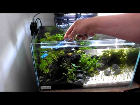 Cleaning a small planted tank