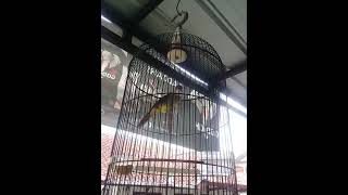 Download lagu Masteran cucak jenggot isian gereja kasar.. milik kka elly cjm bandung mp3