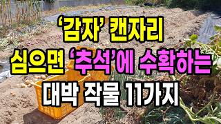 감자 캔자라 심으면 추석에 수확하는 대박 작물 11가지