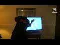 ANGRY GRANDPA SMASHES HDTV CAPUCHE SLOW MOTION 4K ULTRA HD