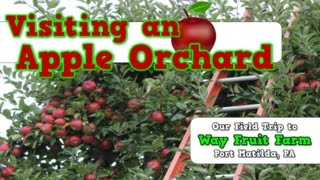Apple Field Trip to Way Fruit Farm-- Port Matilda, PA--- Harry Kindergarten!!!!!