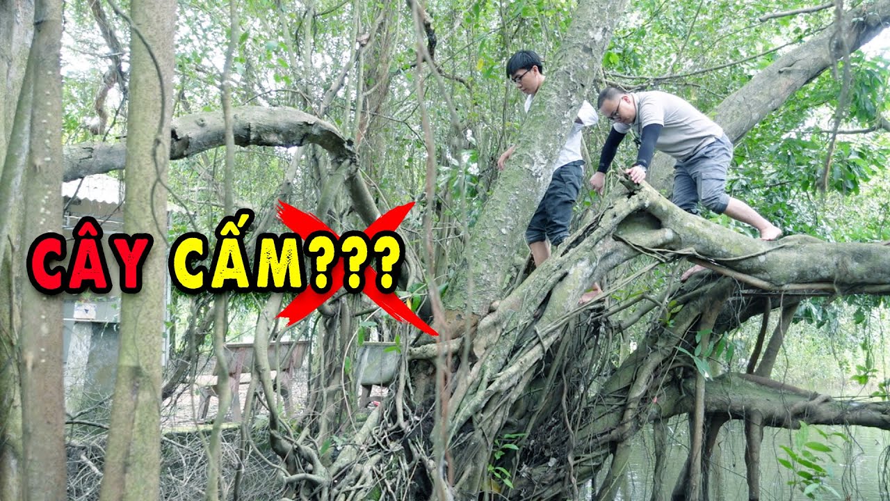 Điều Cấm Khi Leo Cây Thiêng Nơi 7 Bà Ngự?