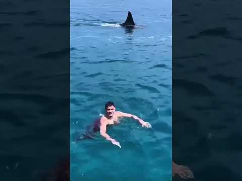 Swimming with a HUGE Shark!