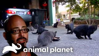 Trapping A Neighborhood Cat Colony | My Cat From Hell | Animal Planet