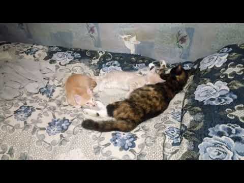 28,12,2019 Кошачая идилия