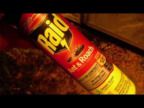 Swarming Termite Extermination Do It Yourself