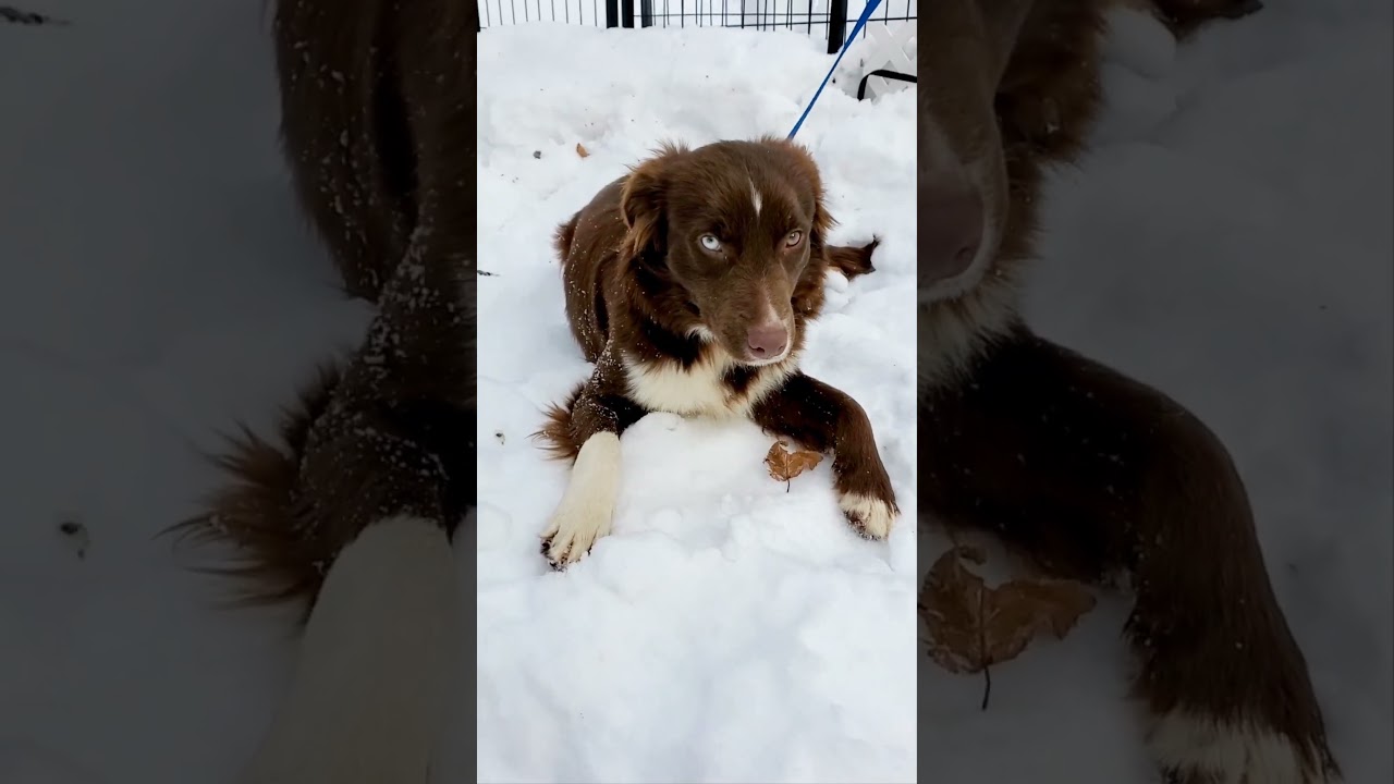 Browning, an adopted mixed breed in Blairstown, NJ video 5/5