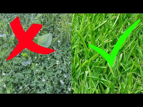 Unkraut im Rasen erfolgreich & ohne Chemie entfernen - Rasen Unkraut vermeiden Tipps / Kein Unkraut