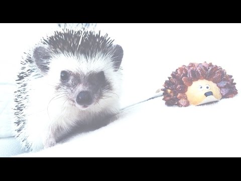 Mr. Pokee: Cutest Hedgehog Video Compilation