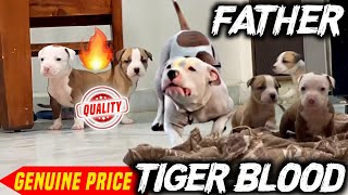 Tiger line pitbull puppies for sale in genuine price । Best quality pitbull puppies