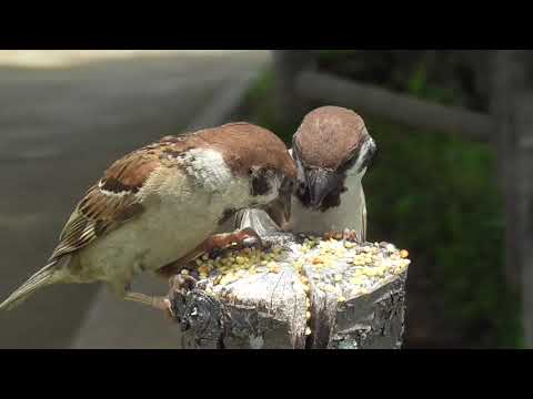 餌を貰いに来るすずめ達 20210606pm 3（お立ち台）