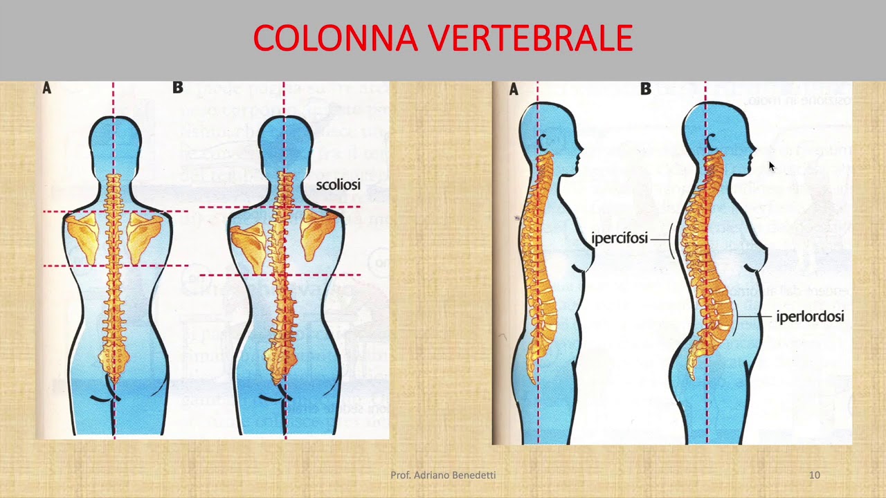 Apparato scheletrico