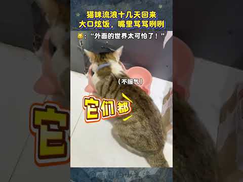 流浪一趟回来还学会说人话了！#画一个故事 #猫咪的迷惑行为 #心靈暖流 #画画 #感动瞬间 #搞笑 #治愈系 #猫咪的迷惑行为
