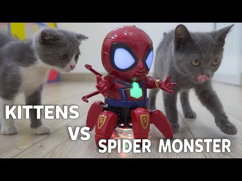 CATS vs Spider Monster | Little Kittens Video