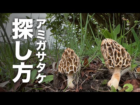 円錐アミガサタケ
