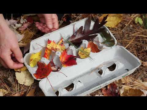 Egg Carton Scavenger Hunt Nature Activity - Outdoor Family Fun