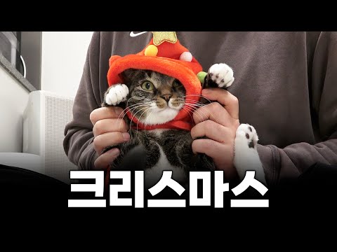 연말은 고양이와 함께..