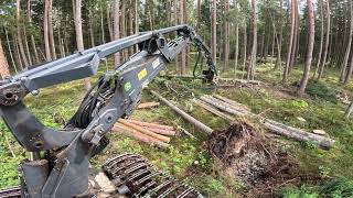 Atrankinis sanitarinis kirtimas | John Deere 1170G | IBC | H413 | MTH