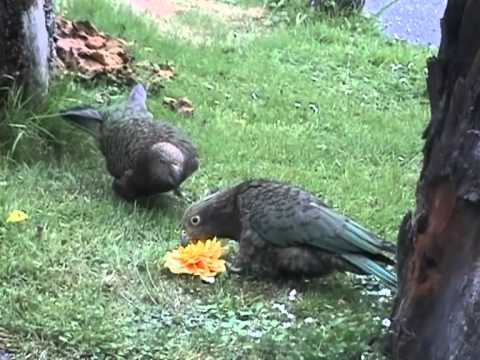 Keas, verspielt und experementierfreudig