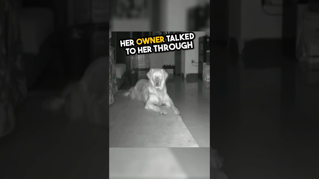 Her owner talked with her dog for little help 🥺❤️ #shorts