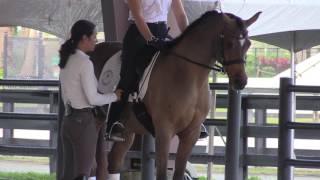 Allison Brock: What Part of Your Leg is the Driving Aid?