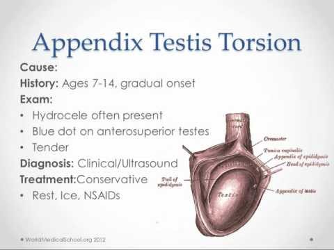 Scrotal Pain and Swelling - USMLE Step 2 Review