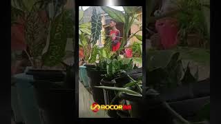 Download lagu Meme viral 👀 #shorts #memelucu #asupanmeme #meme #videokocak #videongakak #ngakak mp3