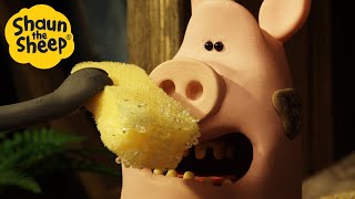 Download lagu Shaun the Sheep 🐑 The Visiting Pig 🐷 Full Episodes Compilation [1 hour] mp3