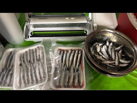YouTube video about: Where can I buy anchovies for fishing?