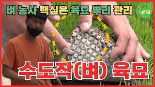 수도작 육묘 네트 형성이 어렵다고? 뜸묘가 심하다고? 이거 써봤니?