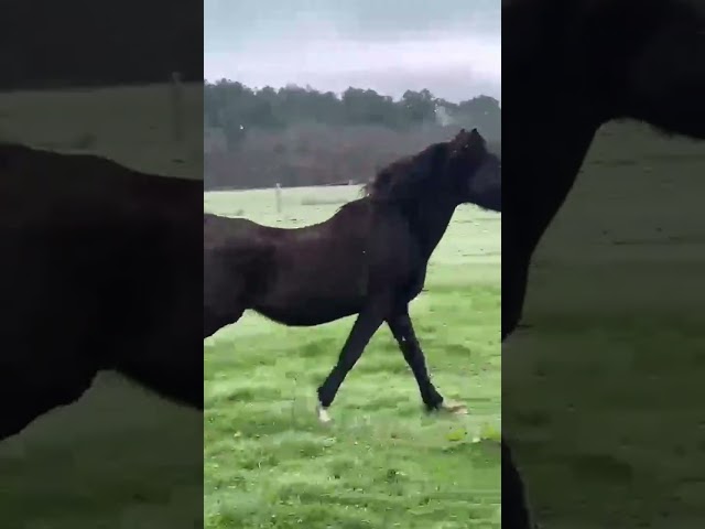 Jument arabe  &Eacute;gyptienne noire homozygote 