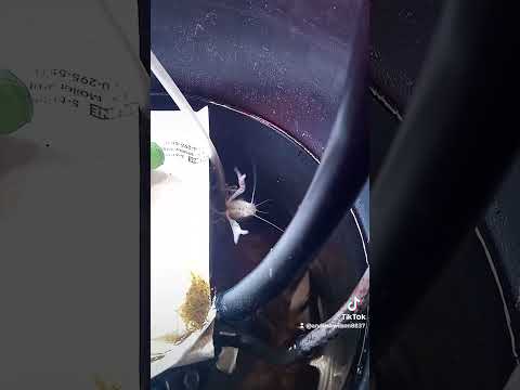 went to check on vanilla and vanilla was watching me