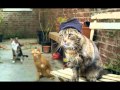 FIDLAR - Awkward (CATS!) 