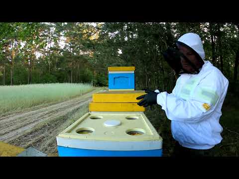 Sezon 3 pasieka w lesie 17 06 2021