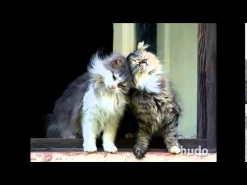 Debela deklca Mix (Party mix)