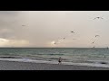 Seagulls Feeding Along The Beach