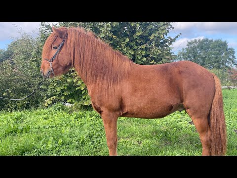 SOLD - Kat.Nr. 18 - IS2019182045 - Prins frá Hrauni - TheHorseSeller´s November Hammer