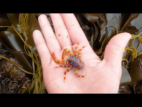 Coastal Foraging Crabs, Squat Lobster, and Cooking Lunch on the Beach!