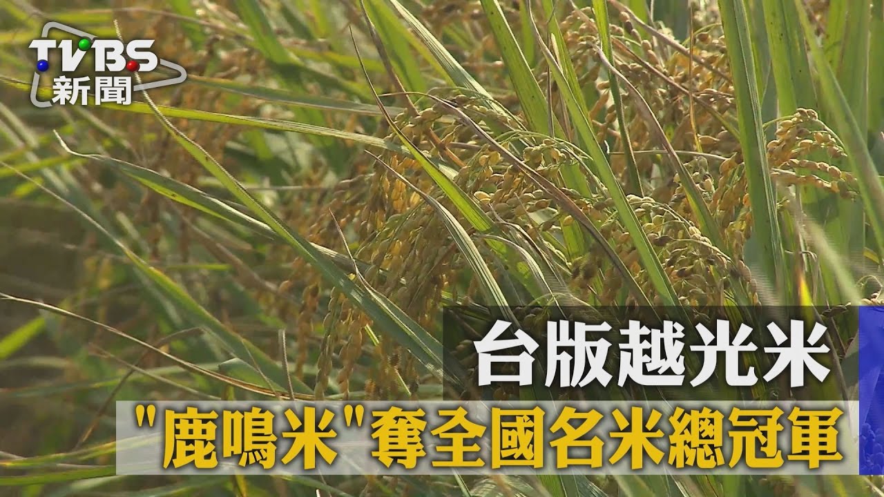 台版越光米鹿鳴米　奪全國名米總冠軍