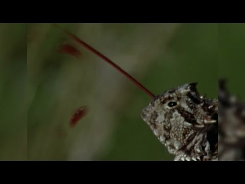 The Horned Lizard's Bloody Defense