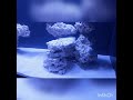 How To Create Reef Aquascaping With MarcoRocks And Two Little Fishies STAX Rock