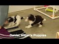 Toy Poodle dogs for sale: Nate - Video 1